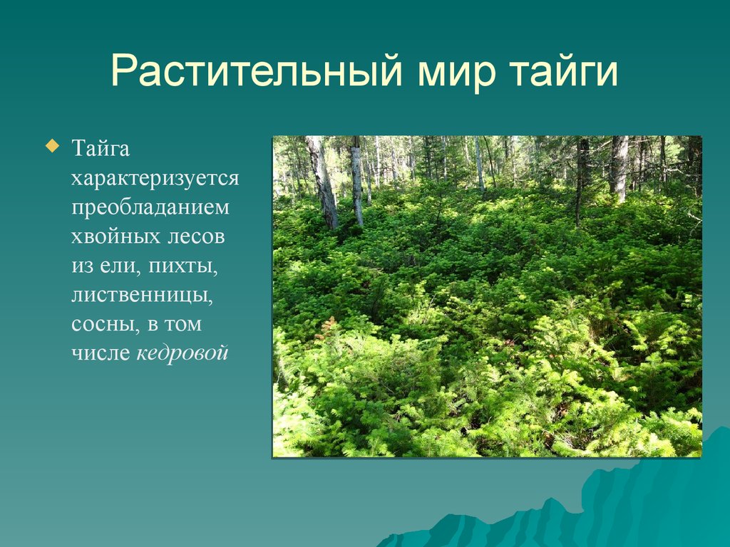 Органический мир россии. Растительныймирт тпйги. Тайга растительность мир. Растительный мир тайги 4 класс.