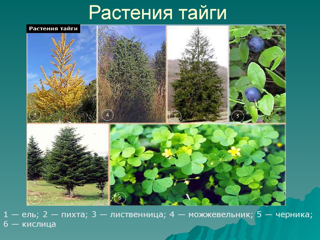Важные растения в россии. Растения тайги. Растителныймир тайги. Тайга растительность мир. Животные и растительный мир тайги.