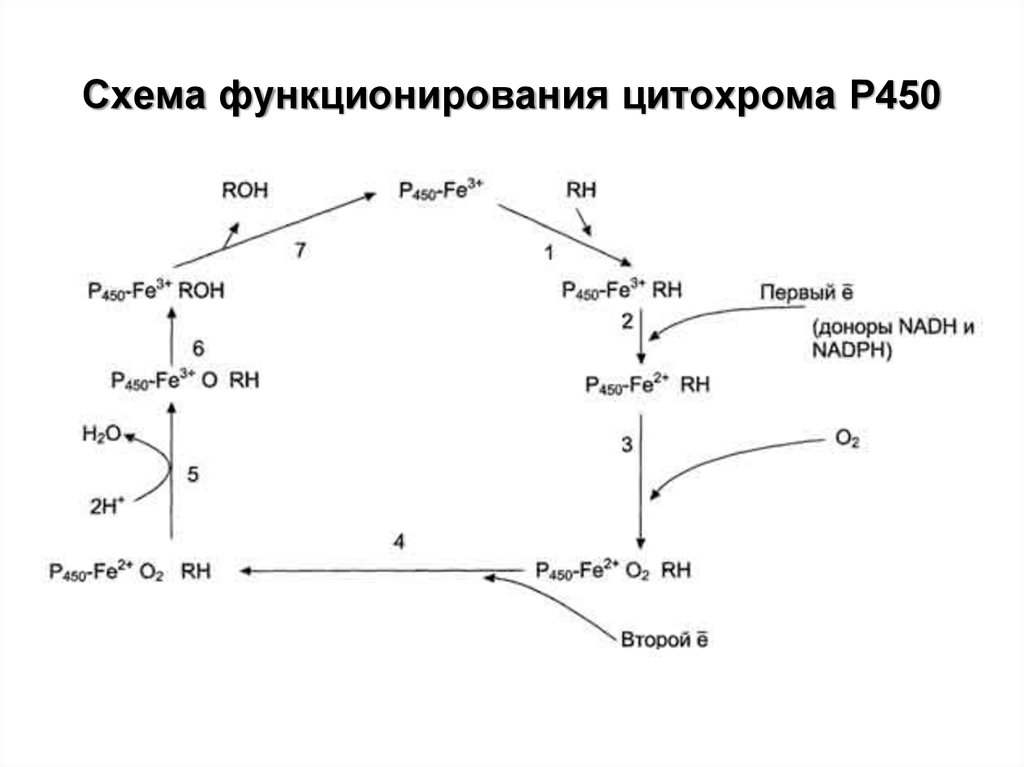 Схема функционирования цитохрома Р450
