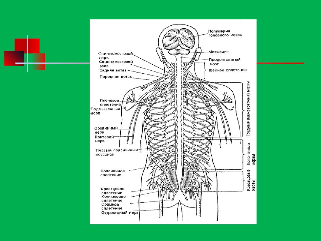 Нервная система человека. Нервы человека. Нервная система рисунок. Нервные узлы на спине человека.