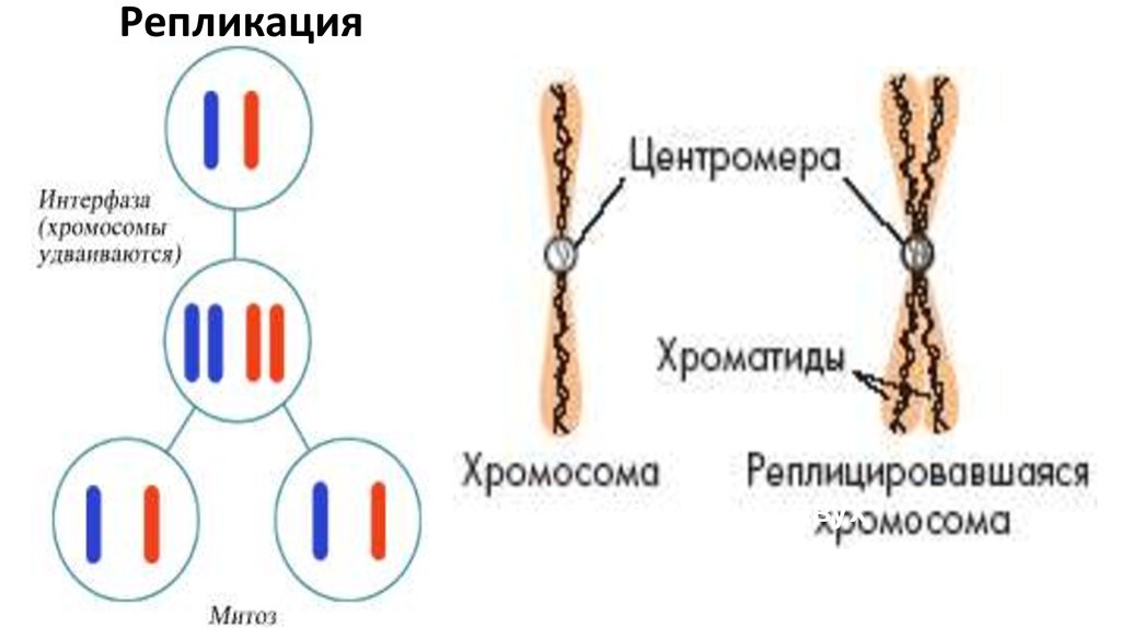 Образование двухроматидных хромосом спирализация хромосом. Удвоение хромосом. Хромосома состоит из. Хромосомы до удвоения. Удвоенные хромосомы состоят из хроматид.