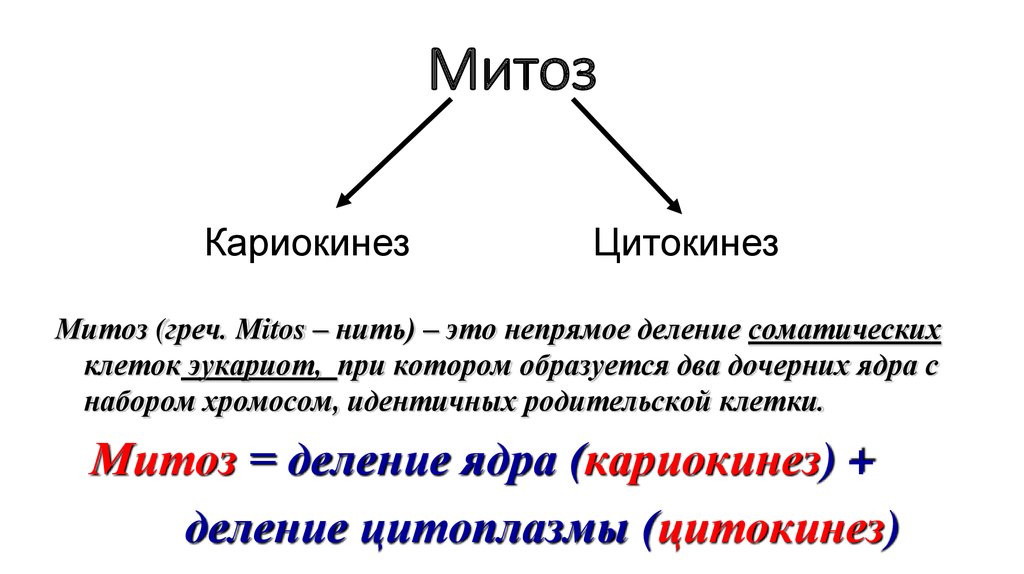 Цитокинез это в биологии