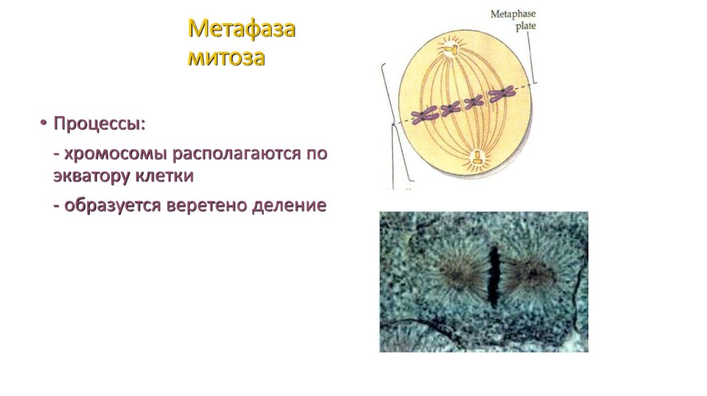 Веретено деления происходит в. Метафаза митоза процессы. Процесс метафазы в клетке. Процессы происходящие в метафазе. Метафаза митотическое деление препарат.