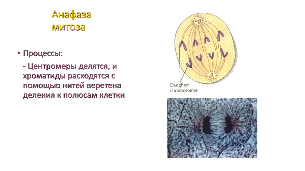 Анафаза митоза рисунок