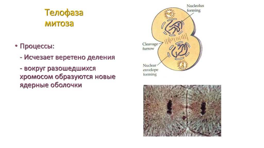 Митоз телофаза. Деление клетки телофаза. Телофаза митоза процессы. В телофазу митоза протекают процессы. В телофазе митотического деления.