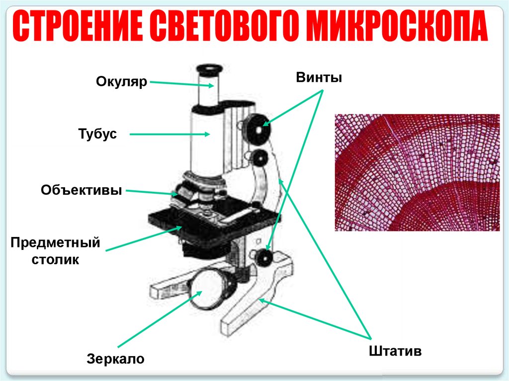 Микроскоп название частей биология 5 класс