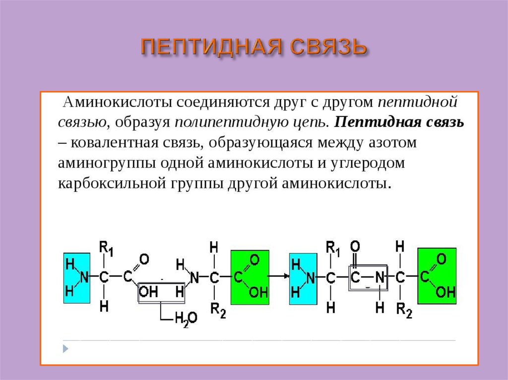 Пептидную связь содержат. Пептидная связь аминокислот схема. Образование пептидной связи между 3 аминокислотами. Пептидная связь аминокислот формула. Химическая реакция образования пептидной связи.