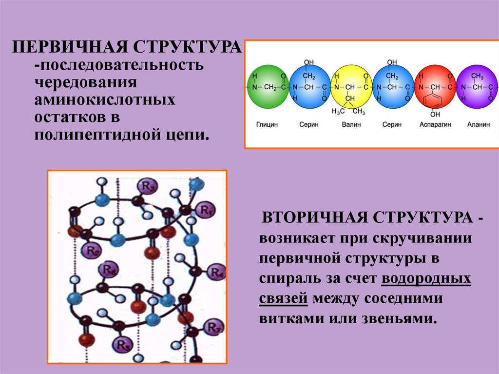 Аминокислоты в полипептидной цепи. Последовательность аминокислотных звеньев в полипептидной цепи. Аминокислотные звенья. Связь между аминокислотными остатками.