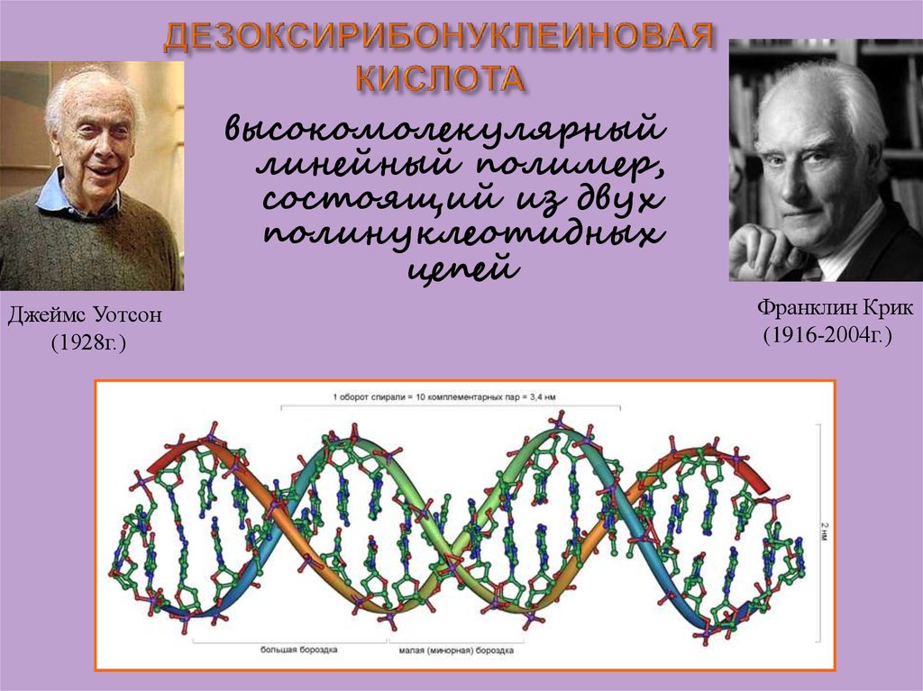 Уотсон джеймс презентация