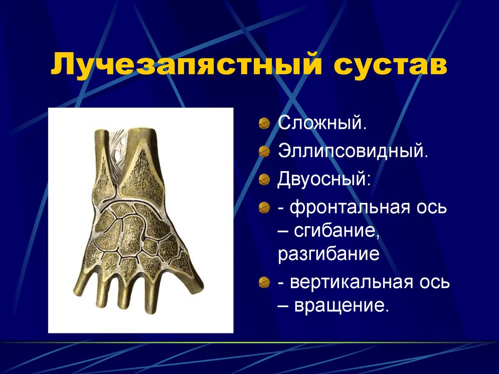 Лучше запястный сустав. Суставные поверхности лучезапястного сустава. Лучезапястный сустав, Art. Radiocarpea. Среднезапястный сустав оси вращения. Кости, образующие лучезапястный сустав.