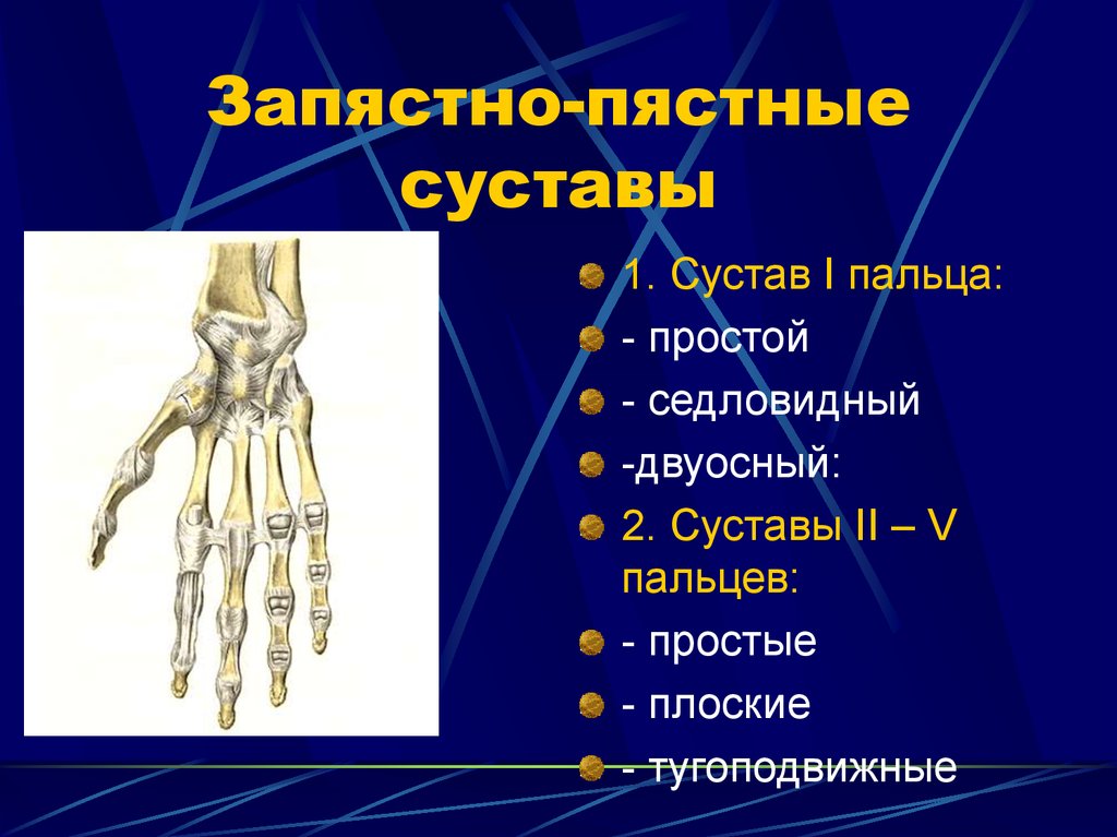 Движения в запястном суставе. Запястно пястный сустав классификация. Запястно-пястный сустав характеристика. Запястно-пястный сустав большого пальца кисти по форме. Запястно пястный сустав анатомия.