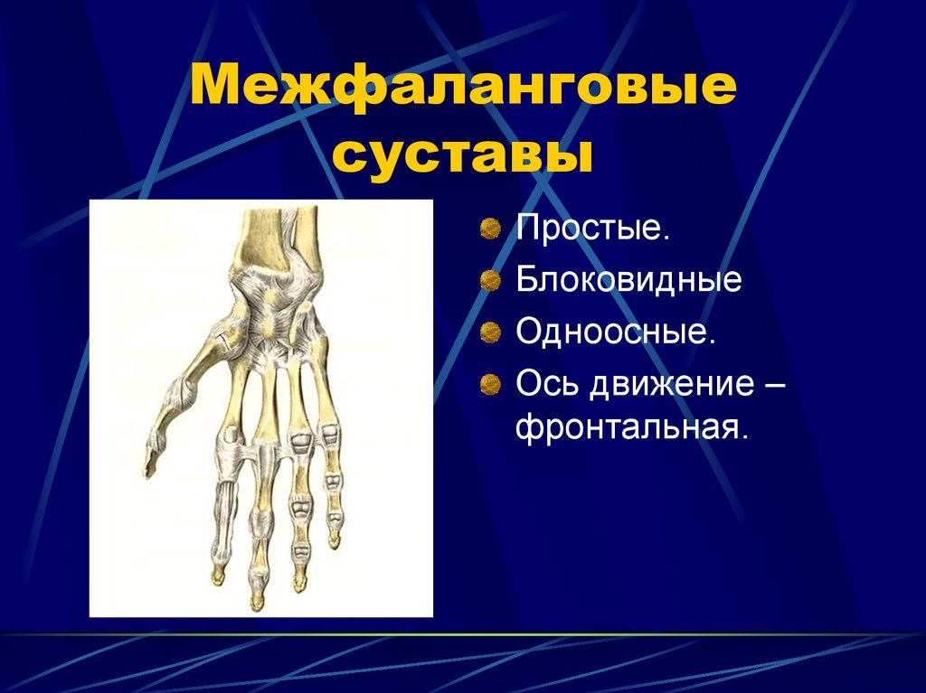 Пястно фаланговый сустав фото