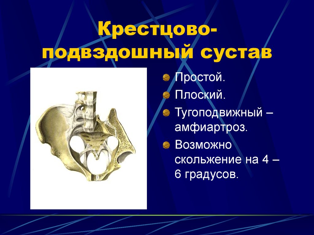 Крестцово подвздошный. Крестцово-подвздошный сустав. Крестцово-подвздошное сочленение. Крестцово подвздошный сустав амфиартроз.