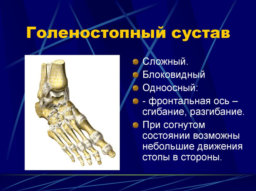 Голеностопный сустав образован костями