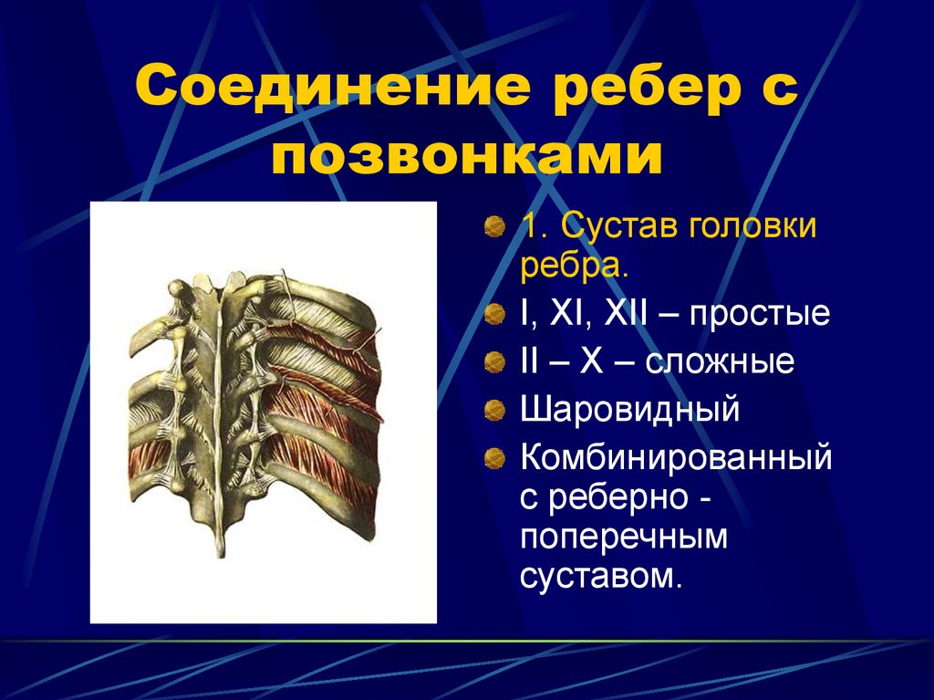 Ребра с грудиной соединены. Связки реберно позвоночных суставов вид сбоку. Грудино реберный сустав цилиндрический. Ребра, Грудина. Соединения ребер. Соединение ребер с позвонками и грудиной.