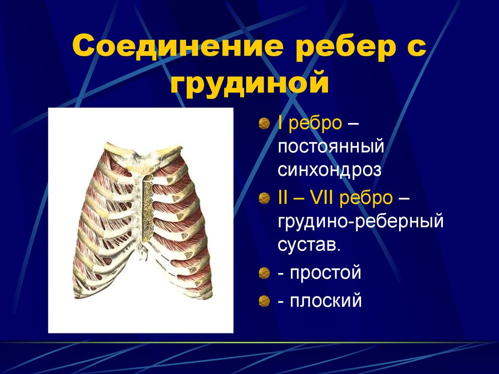 Резекция ребра презентация