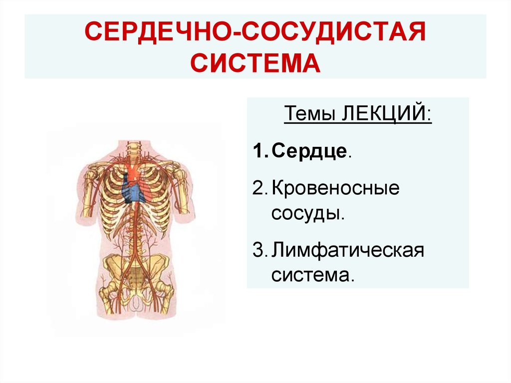 Сердечно сосудистая система. Сосудистая система человека. Лимфатическая система сердца. Где находятся кровеносные и лимфатические сосуды