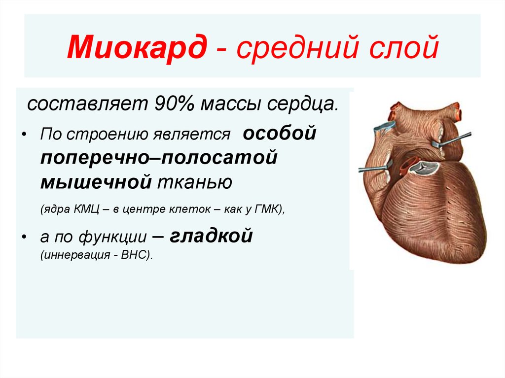 Миокард латынь. Строение сердца. Строение миокарда. Миокард сердца анатомия.