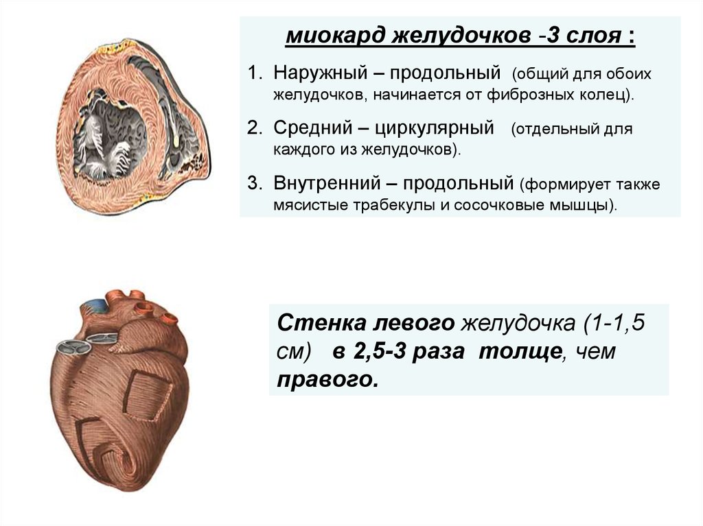 Миокард правого желудочка сердца. Внутренний слой миокарда желудочков. Слоев миокарда предсердий и желудочков сердца.. Наружный слой миокарда желудочков имеет. Миокард желудочка сердца.