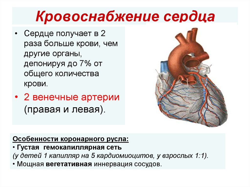 Сердце и кровообращение 8 класс