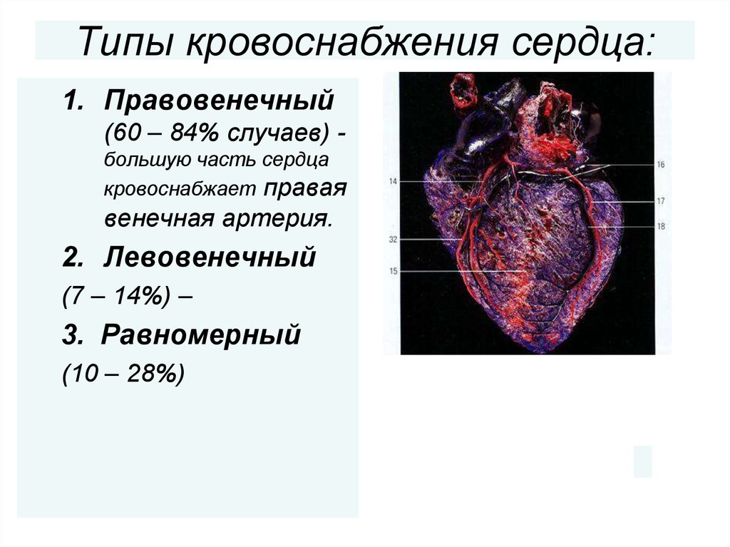 Сердечный 1. Кодоминантный анатомический Тип кровоснабжения миокарда. Типы кровоснабжения сердца. Типы кровоснабжения миокарда. Тип кровоснабжениясержца.