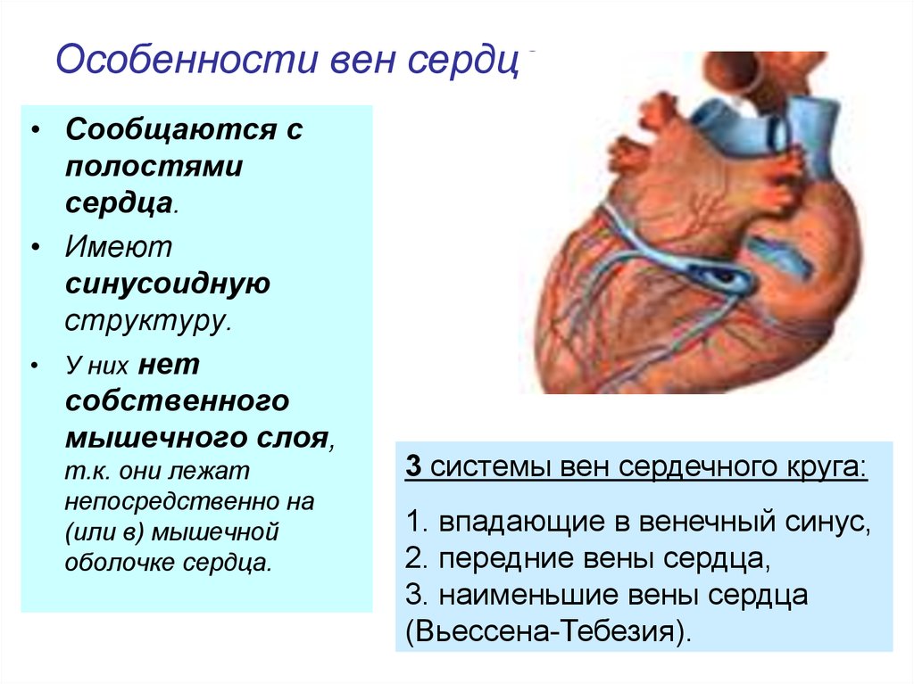 Венозное сердце. Три системы вен сердца. Особенности вен сердца.