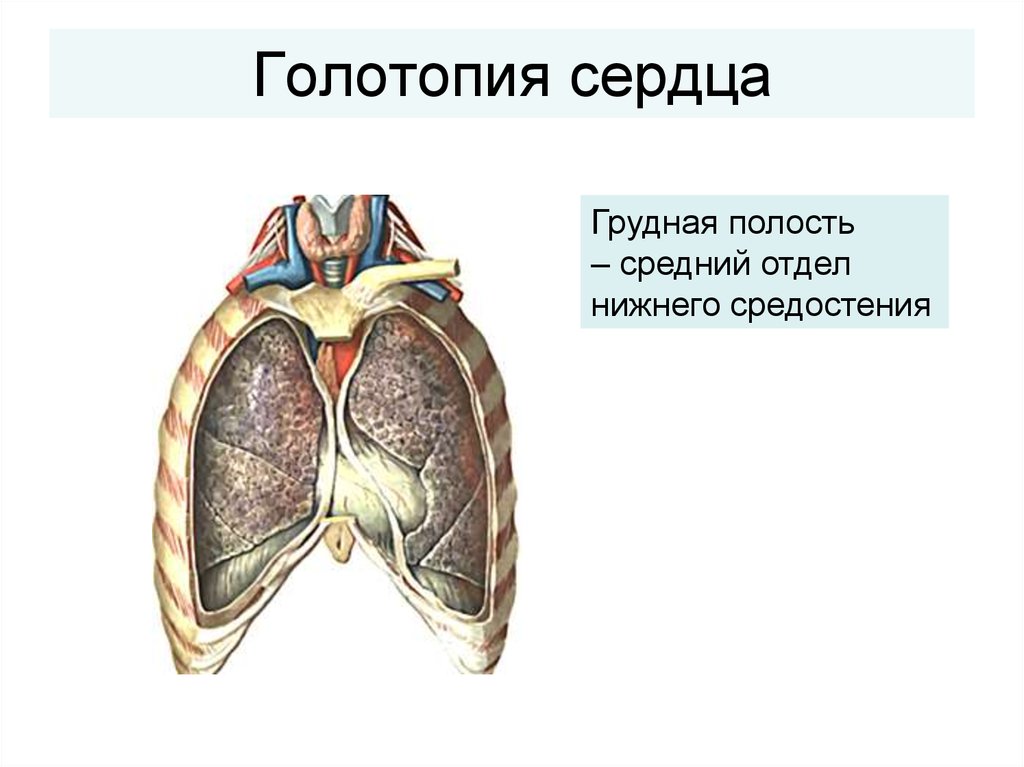 Голотопия. Топография сердца синтопия. Сердце голотопия скелетотопия синтопия. Топография сердца скелетотопия синтопия голотопия.