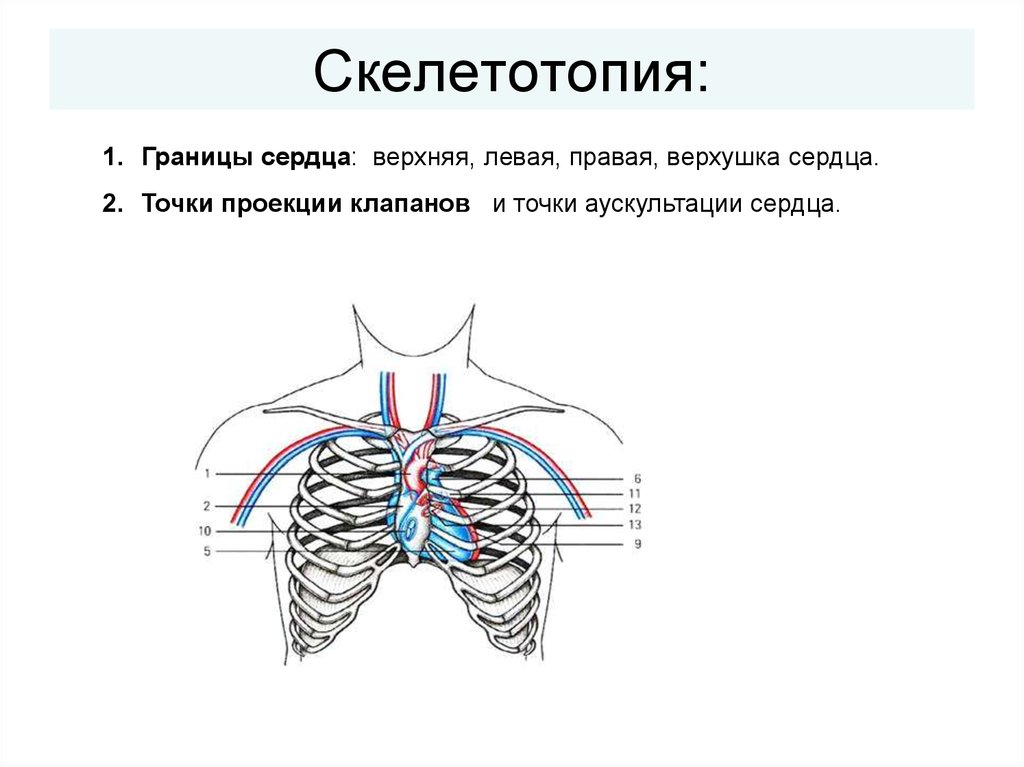 Клапаны сердца на грудной клетке. Топография сердца синтопия и скелетотопия. Схема верхних и нижних границ легких скелетотопия. Топография печени скелетотопия. Скелетотопия печени схема.