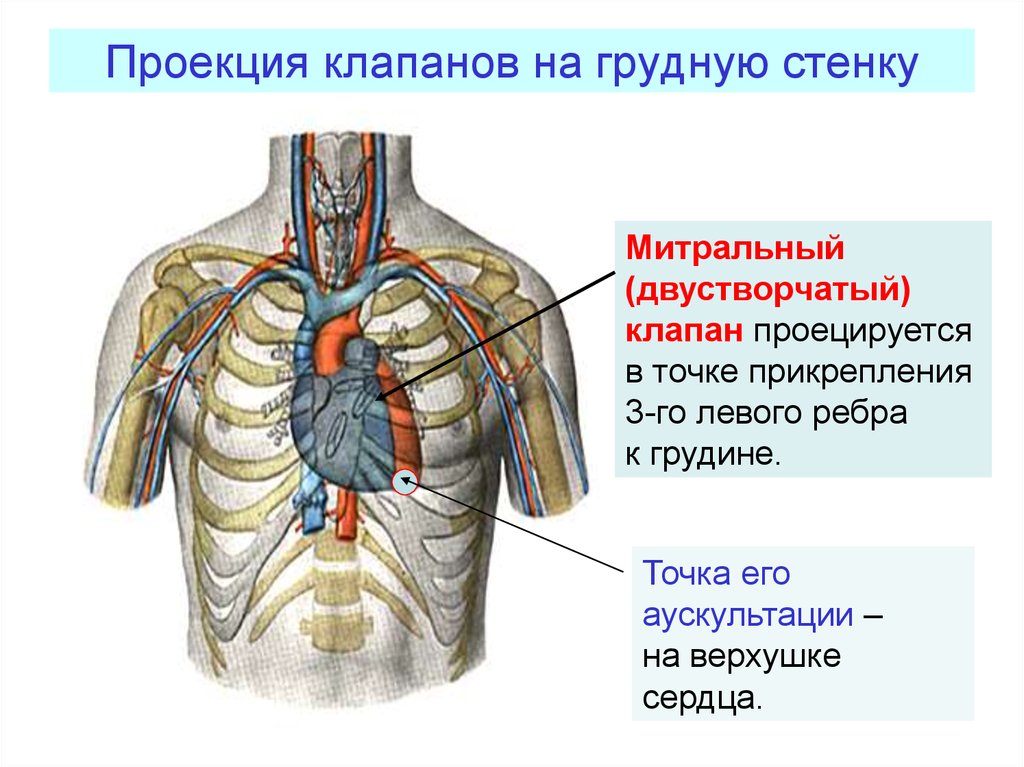 Клапаны сердца на грудной клетке. Проекция сердца на переднюю стенку грудной клетки. Точки проекции клапанов сердца. Проекция клапанов сердца на грудную клетку. Проекции клапанов Серда на грудную клеткк.
