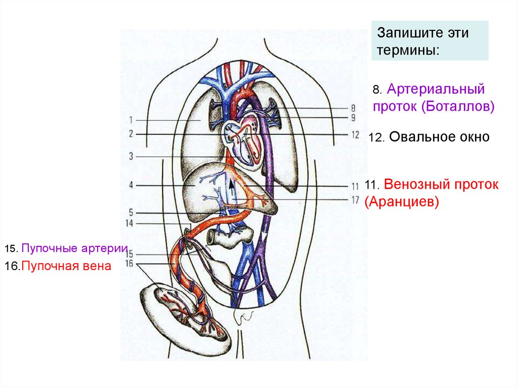 Венозный проток. Венозный аранциев проток. Аранциева протоканатомия. Аранциев проток анатомия. Кровообращение плода аранциев проток.