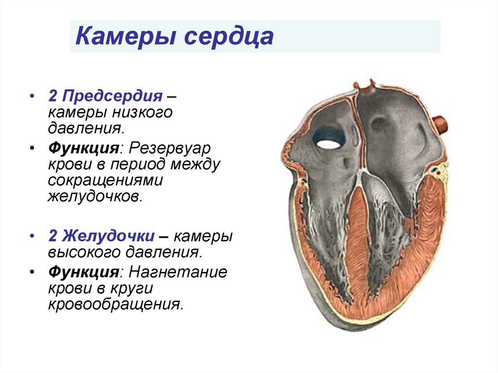 Характеристика правого предсердия. - Камеры сердца: предсердия, желудочки;. Строение сердца желудочки предсердия. Желудочки сердца строение и функции. Функции предсердий и желудочков сердца.