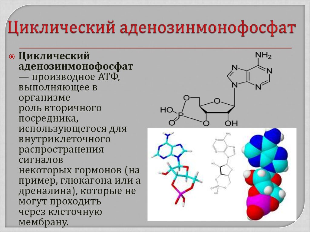 Гормондар биохимиясы презентация