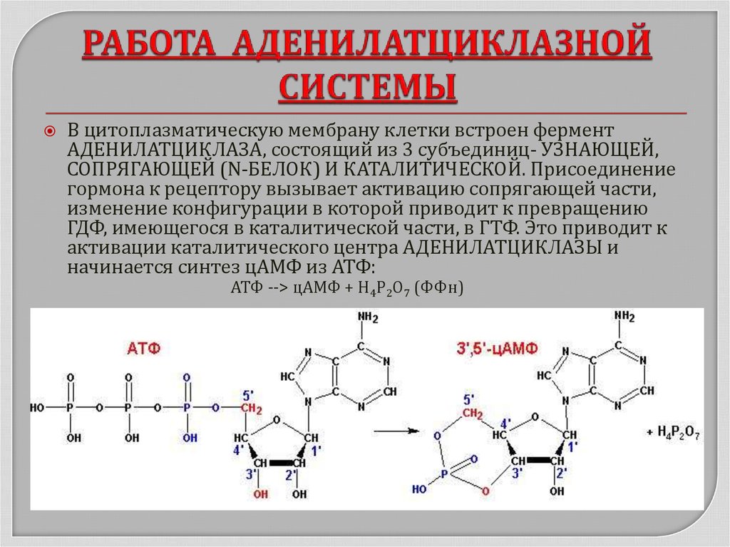 Синтез белка атф