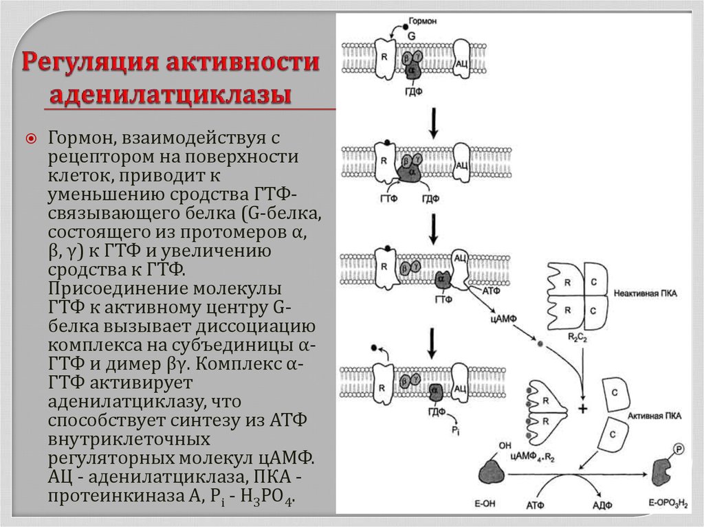 Регуляция активности. Регуляция активности ферментов схемы. Аденилатциклазная система регуляция. Аденилатциклазный механизм регуляции ферментов. Схема гормон активная аденилатциклаза.