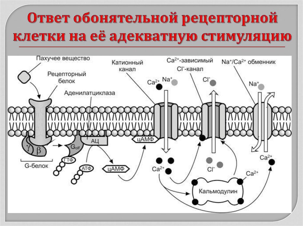 Ответ обонятельной рецепторной клетки на её адекватную стимуляцию