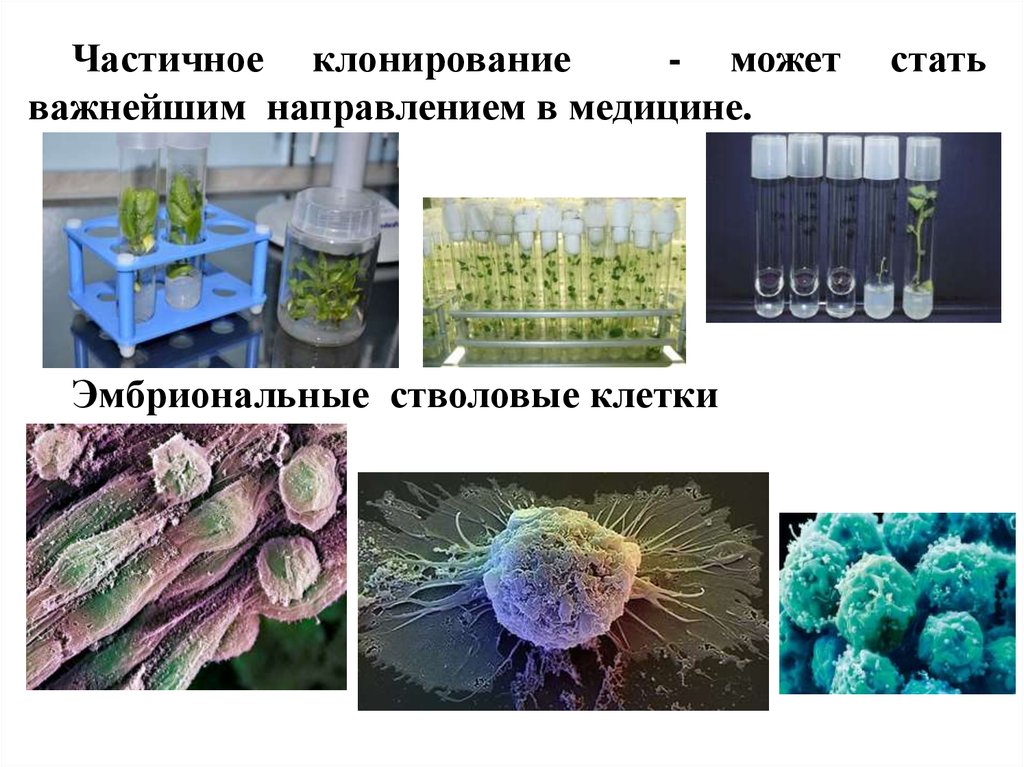 Стволовые клетки в биотехнологии презентация