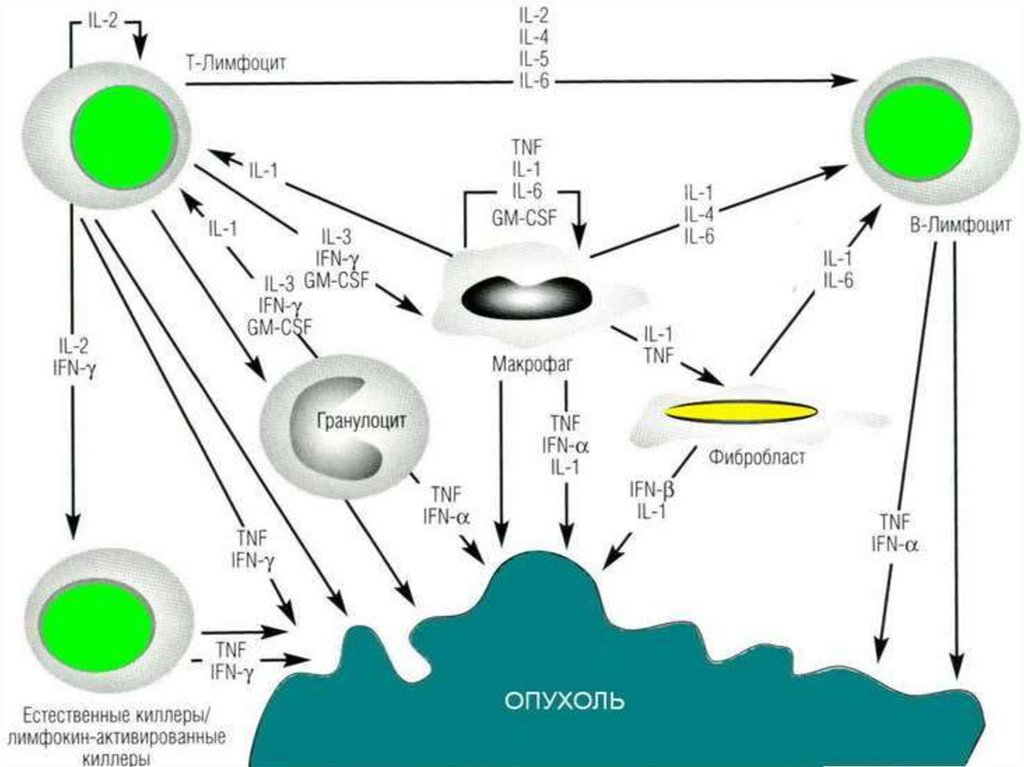 Противоопухолевый иммунитет иммунология презентация