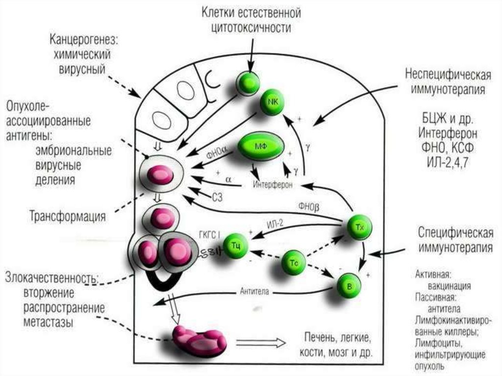 Схема противоопухолевого иммунитета