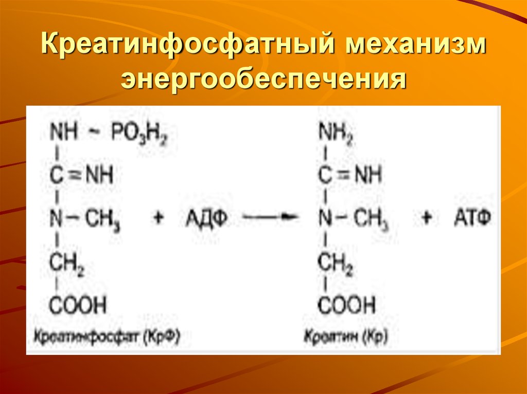 Креатинфосфат атф. Креатинфосфатный механизм. Креатинфосфатное энергообеспечение. Креатинфосфатной реакции. Креатинфосфатный челночный механизм.