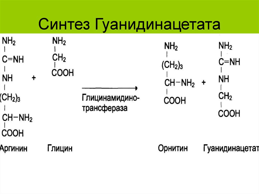 Синтез креатинина. Реакцию образования гуанидинацетата из аргинина. Гуанидинацетат Синтез. Гуанидин Ацетат. Синтез креатина.