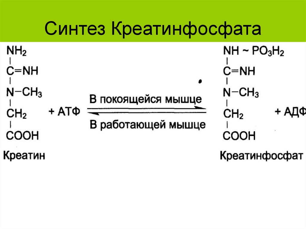Креатин функции. Реакция образования креатинфосфата. Креатинфосфат строение биохимия. Механизм образования АТФ креатинфосфата. Схема синтеза креатина и креатинфосфата.