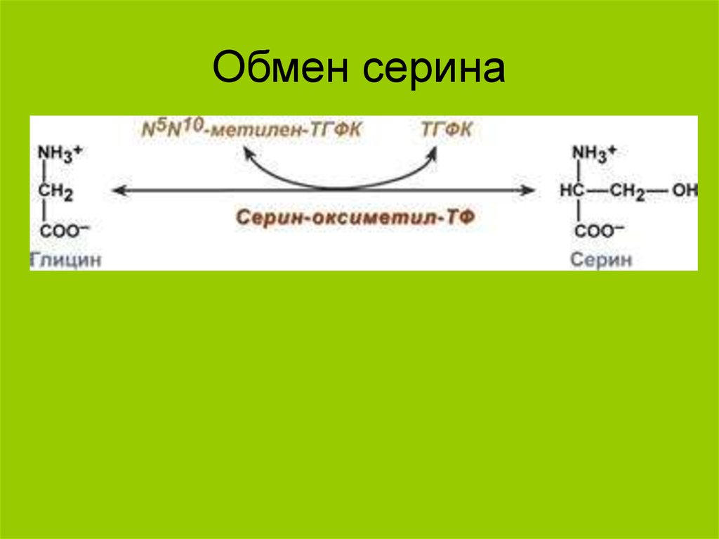 Обмен серина и глицина