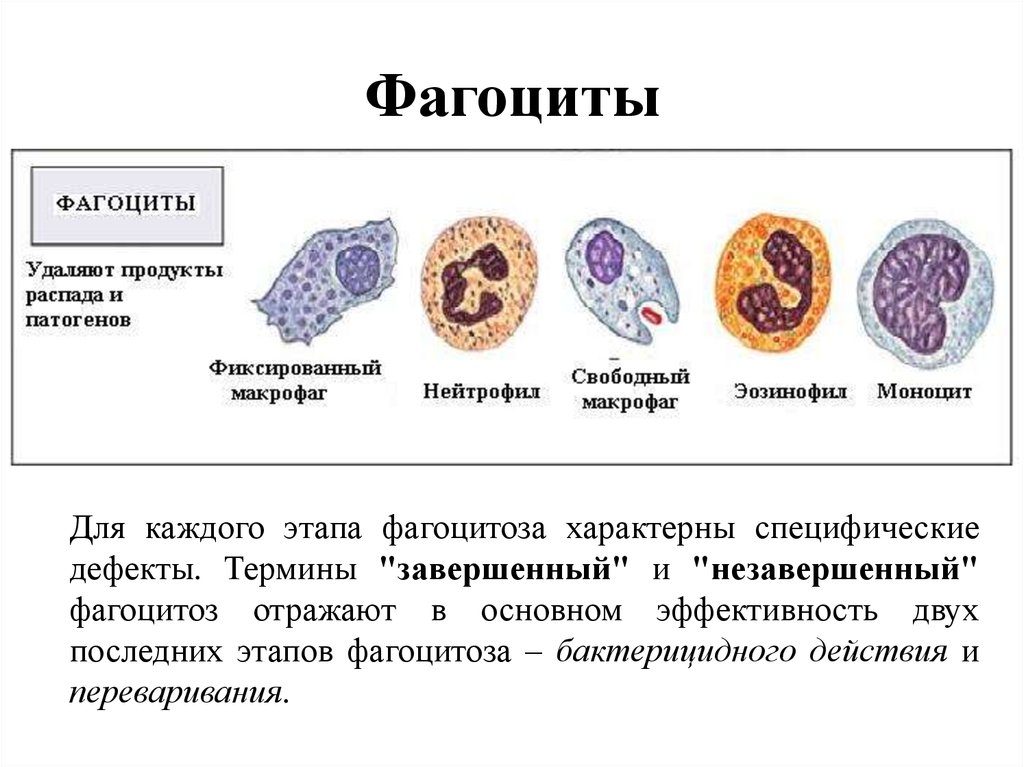 Эритроциты макрофаги. Фагоциты строение и функции. Функции клеток фагоцитарной системы. Какие клетки относят к фагоцитирующим:. Фагоциты это какие клетки.
