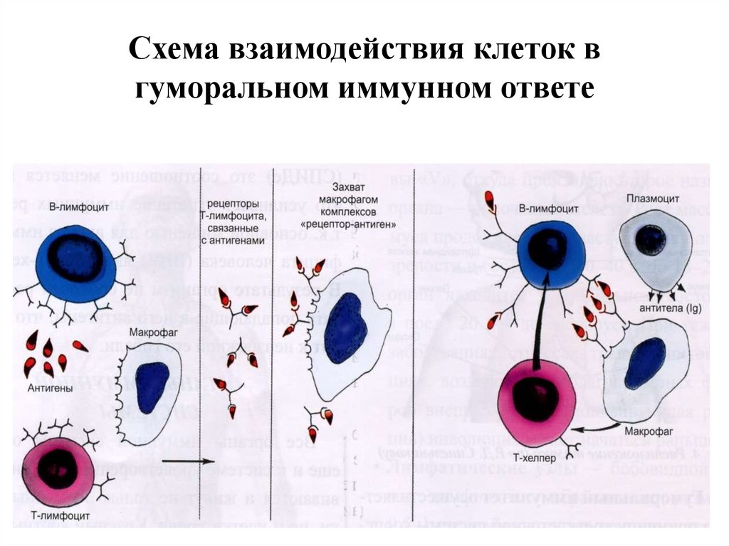 Взаимодействие иммунных клеток. Схема взаимодействия клеток в гуморальном иммунитете. Эффекторные клетки гуморального иммунитета. Иммунные клетки схема. Клеточный и гуморальный иммунитет схема.