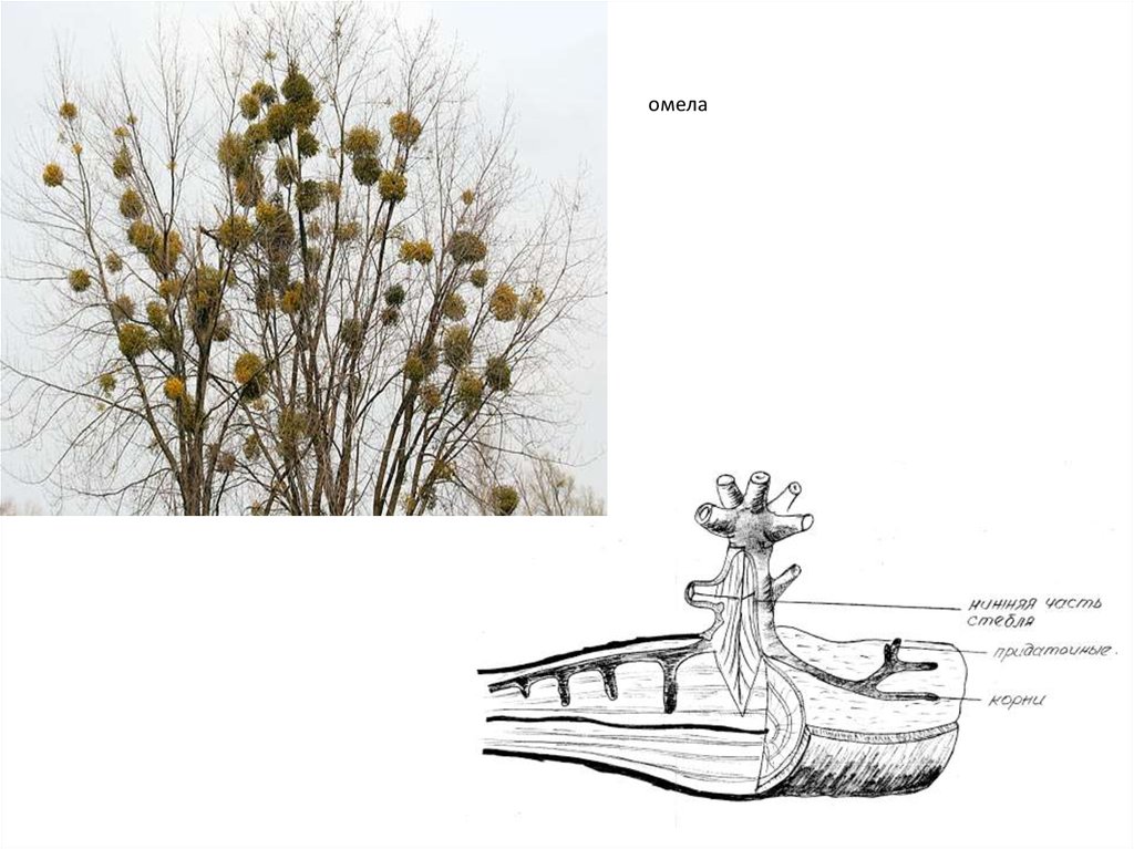 омела