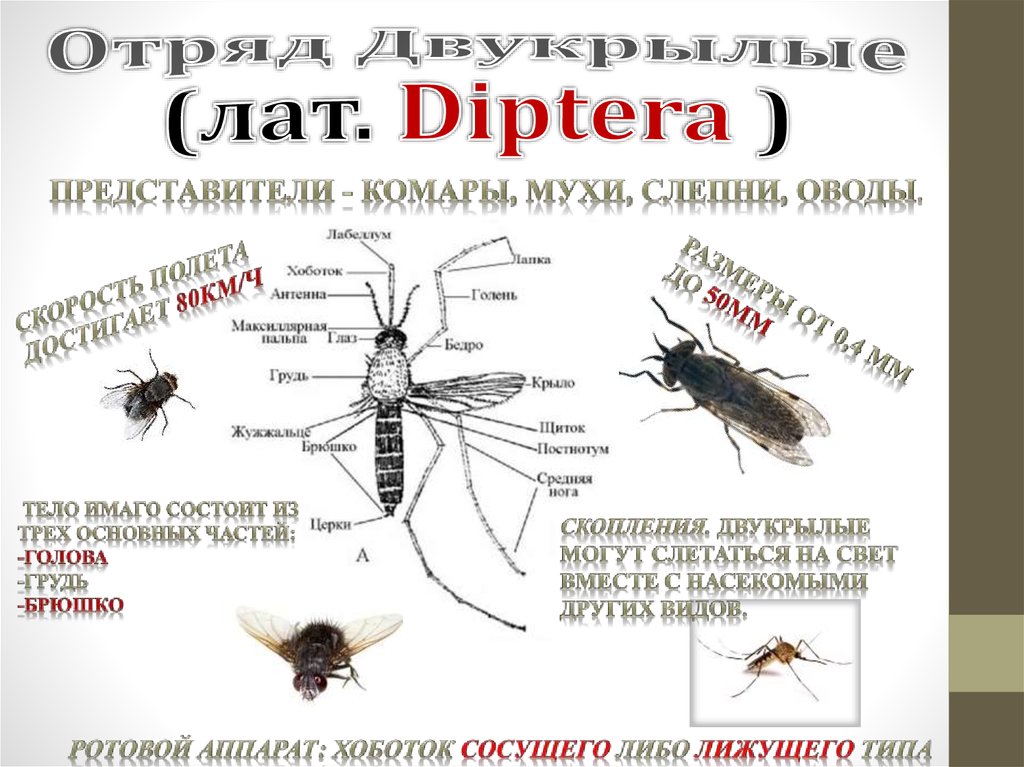 Двукрылые примеры