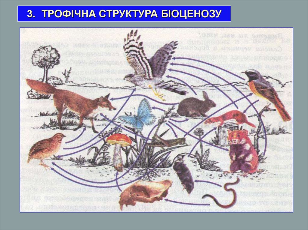 Естественный биоценоз рисунок