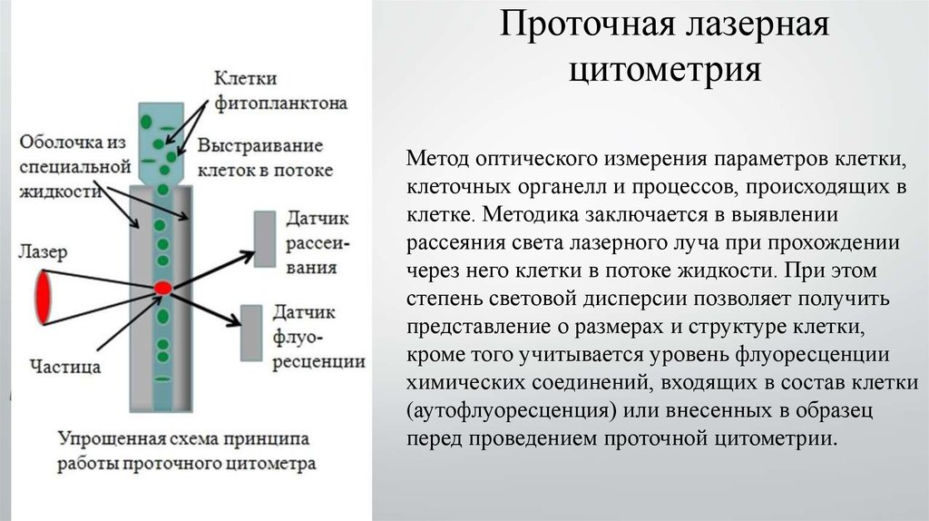 Анализ клетки. Проточная лазерная цитофлуориметрия. Метод лазерной проточной цитофлуориметрии. Проточная цитофлюориметрия. Принцип метода. Проточная цитометрия принцип метода.