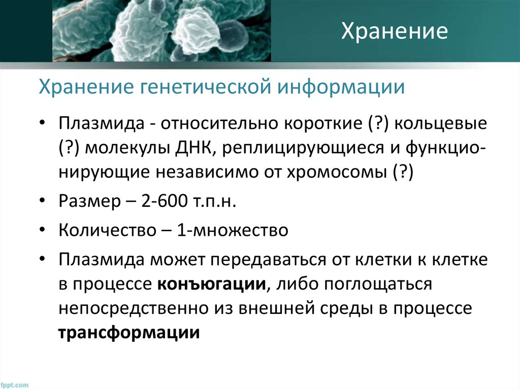 Какую роль выполняет генетический. Хранение кинетической информации. Хранение генетической информации. Хранение генетической информации в клетке. Наследственная информация в клетке.