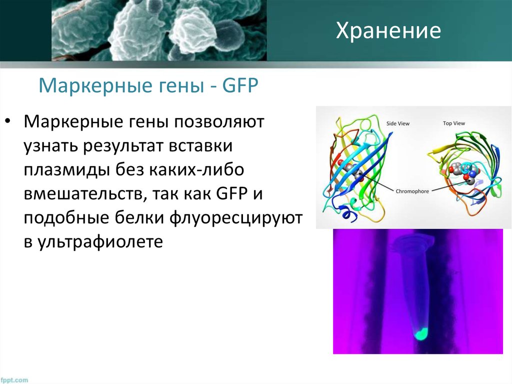 Генетика микроорганизмов презентация